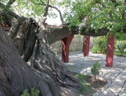 Hüdavendigar'ın Ölümüyle İkiye Ayrıldığı Söylenen Dut Ağacı Onarıldı