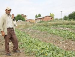 Sağanak Yağış Ve Dolu Uçak Rotası Değiştirdi, Tarladaki Sebzeyi Talan Etti