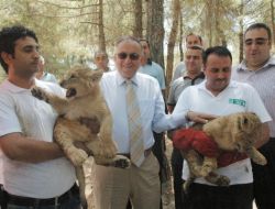 Ortadoğu’nun En Büyük Hayvanat Bahçesinde İkiz Aslan Doğdu
