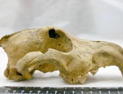 Sibirya’da 34 Bin Yıl Öncesine Ait Köpek Fosili