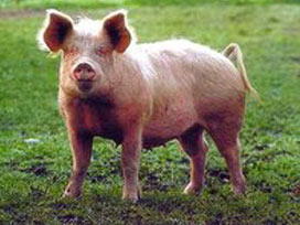 DOMUZ GRİBİ HIZLA YAYILIYOR!.