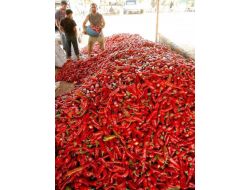 SALÇALIK BİBER HASADI BAŞLADI