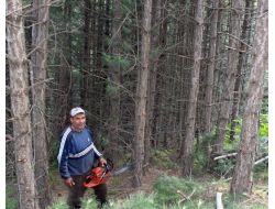 Bursa’da Genç Ormanlar Bakıma Alındı