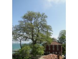 Kastamonu Orman Fakültesi Beyazıt Çınarını İnceledi