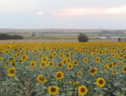 Trakya Ovası Ayçiçeğiyle Sarıya Boyandı