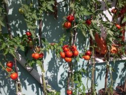 Patlıcana Benzeyen Domates İlgi Çekiyor!..