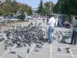 Ramazan'da Yem Atanların Sayısı Artınca Güvercinler Bayram Ediyor