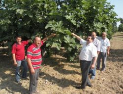 Bursa Siyah İnciri Bayrama Yetişecek