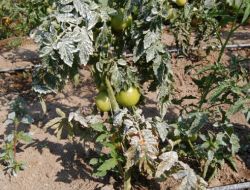 Nevşehirli Üreticiler İlk Defa Kaolin Kullandı