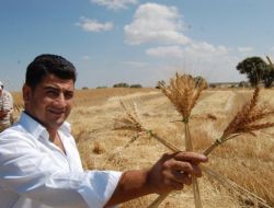 En Verimli Buğday Altay-2000 Çıktı!