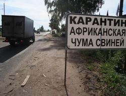 Rusya’nın Güneyinde Domuz Vebası Alarmı