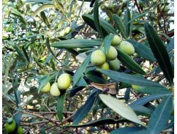 Erzin Zeytinde De Marka Olmak İstiyor