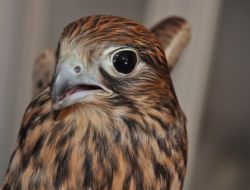 Balıkesir'de Üç Yavru Atmaca Doğaya Salındı