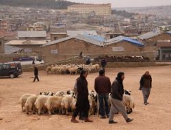 Ahırların Şehir Dışına Taşınmasında Sona Gelindi