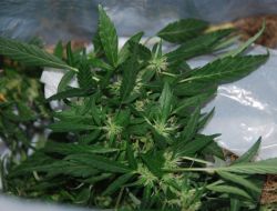 İSTANBUL'A GETİRİLEN ESRAR