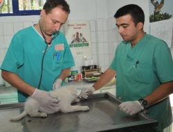 İzmir'de 7 Ayda 2 Bin Sokak Hayvanı Muayene Edildi