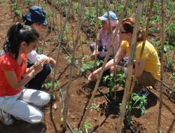 Silifke’de Domates Ve Fasulye Üretimi Arttı