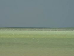 15 Yıl Sonra Seyfe Gölü’ne Akın Eden Kuşlar Balçıklar Yüzünden Ölüyor