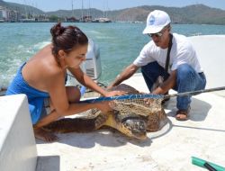 Yaralı Caretta Caretta Operasyonla Kurtarıldı