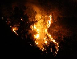 Sakarya'daki Orman Yangını Kontrol Altında