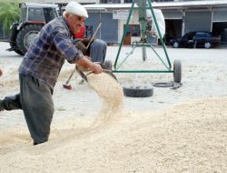 Hasat Bitti Verimlilik Yanıltmadı