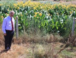 İl Özel İdaresi'nde Doğal Arıtma Seferberliği