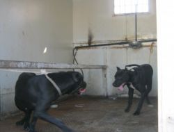 TARSUS'TA PİTBULL OPERASYONU