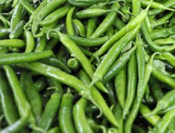 BİBER İHRACATINA ŞİLİ DOPİNGİ