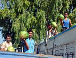 IĞDIR'IN YERLİ ÜRÜNLERİ PAZARA İNDİ