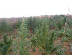 HİNT KENEVİRİ TOPLARKEN YAKALANDI