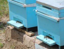 Elbistan'da Organik Arıcılık Projesi