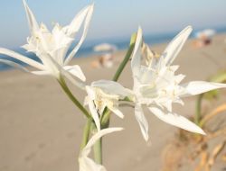 Sahillerin İncisi, Karadeniz'de Yaşatılmaya Çalışılıyor