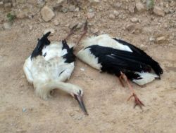 Göç Eden Leylekler 3 İlçeyi Elektriksiz Bıraktı