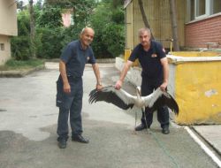 Yaralı Leyleğe İtfaiye Erleri Sahip Çıktı