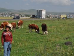Ardahan, Şap Görülmesi Sebebiyle Karantinaya Alındı