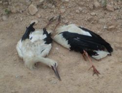 Leylekler, Kocaeli’nde Elektrik Kesintilerine Yola Açıyor