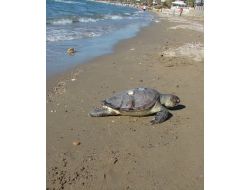 Havai Fişek Atımı Deniz Kaplumbağalarına Yönlerini Şaşırtıyor