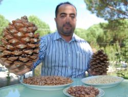 150 Yıllık Fıstık Çamları Kereste Oluyor