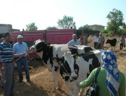 Çal’da Hayvancılığı Geliştirmek İçin Gebe Düve Dağıtıldı