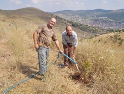 Yozgat Çevre Ve Orman Müdürlüğü Fidanları Suluyor