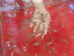 Doktor Balıklarla Turistlere Masaj Ve Tedavi Hizmeti Veriliyor