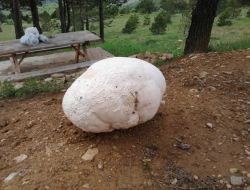 10 Kilogramlık Mantar İlgi Odağı Oldu