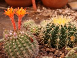 Türkiye'nin En Büyük Kaktüs Çiftliğini Kurdu