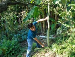 Bahçesindeki Kabağın Uzunluğu 1.5 Metreden Büyük