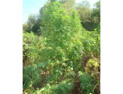 Hazine Arazi Üzerine 10 Bin Kök Kenevir