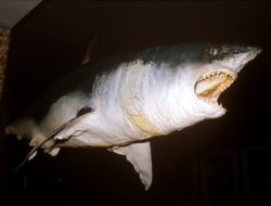 Rusya'da Köpekbalığı Turistin Kollarını Kopardı