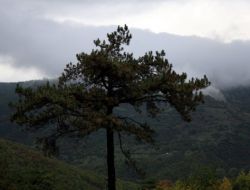 Bursa’nın Yeşili Büyülüyor
