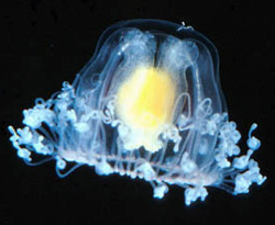 Sağlık Bakanlığından 'deniz anası' uyarısı!