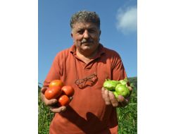 Tomatillo Sofraların Yeni Lezzeti Olmaya Aday