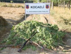 Ayçiçeği Tarlasında Hint Keneviri Yetiştirdiler